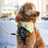 Everlab Padded Handle Dog Pet Puppy Training Obedience Recall Lead Leash AU